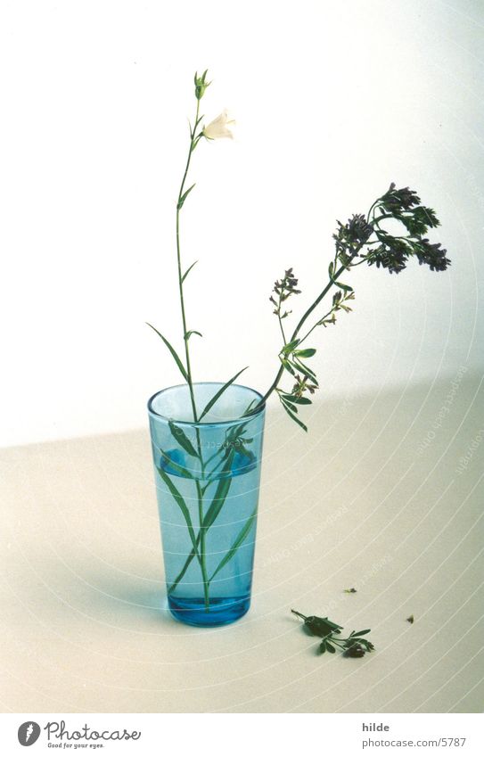 blaue vase Vase Blume Dinge Glas