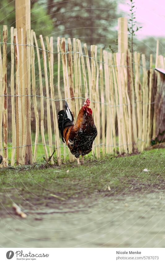 Bunter Hahn Haushuhn Bauernhof Farbfoto Landwirtschaft Tierporträt Bioprodukte Nutztier Freilandhaltung Federvieh Außenaufnahme artgerecht