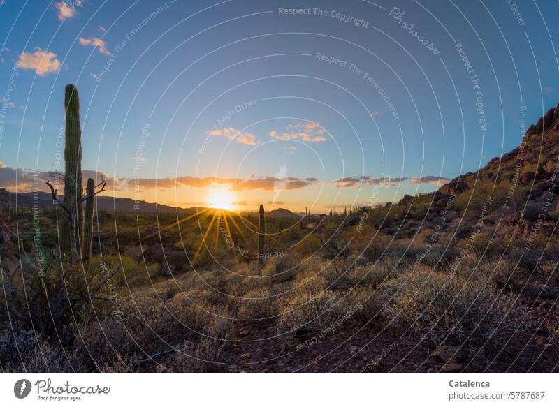 Die Sonne geht unter im Kakteenland Horizont Sonnenuntergang Orange Dämmerung Abend Ferne steinig Hügel Klima Trockenheit Stacheln Natur Tageslicht Umwelt