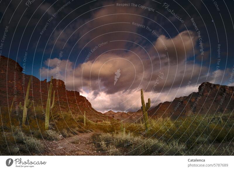 Wenn es Nacht wird in der Wüste Natur Landschaft Kakteen Saguaro Umwelt Himmel trocken Wolken Ferne Ferien & Urlaub & Reisen Sand Dürre Fernweh beeindruckend