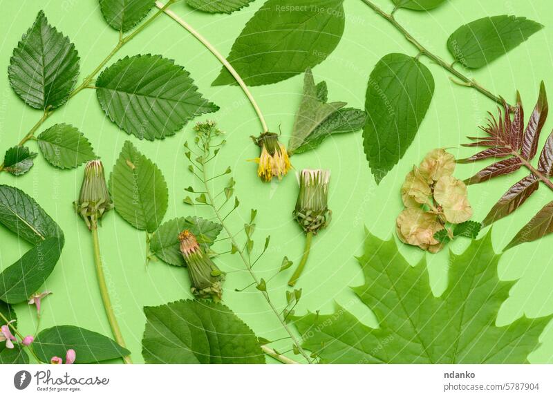 Verwelkter Löwenzahn und verschiedene Blätter und Blumen auf grünem Hintergrund, Draufsicht. Zweig Atelier Pflanze Kulisse Frühling Flora Laubwerk flach niemand