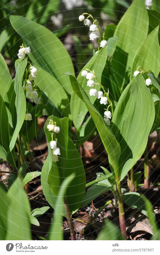 betörend duftende, weiße Glöckchen im Mai, sogenannte Maiglöckchen. Blume Blumen Frühling Pflanze Natur Blüte duftig hell Blühend schön grün geblümt klein