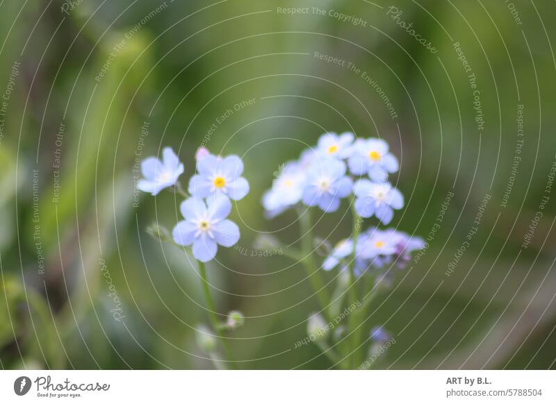 Vergissmeinnicht Fototag, die im Beet blume blümchen floral hellblau gelb lila lila hintergrund zart fein edel filigran natur wunder wunder natur garten blumig