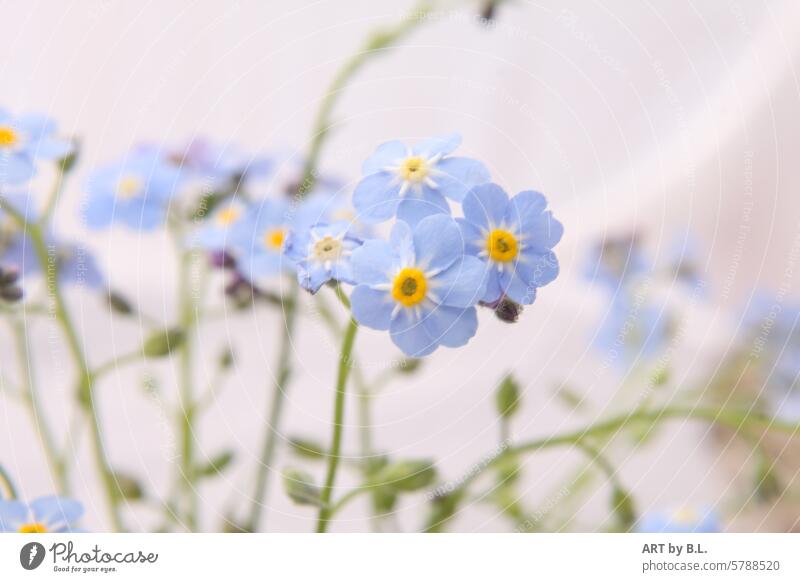 Das Treffen, Vergissmeinnicht Fototag blume blümchen floral hellblau gelb lila zart fein edel filigran natur wunder wunder natur garten blumig vergissmeinnicht