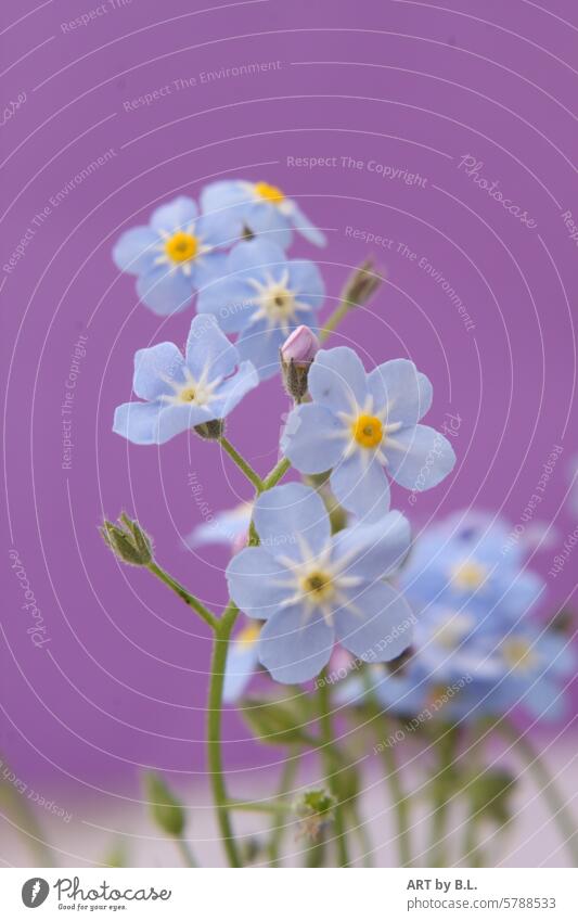 Vergissmeinnicht Fototag blume blümchen verissmeinnicht floral hellblau gelb lila lila hintergrund zart fein edel filigran natur wunder wunder natur garten