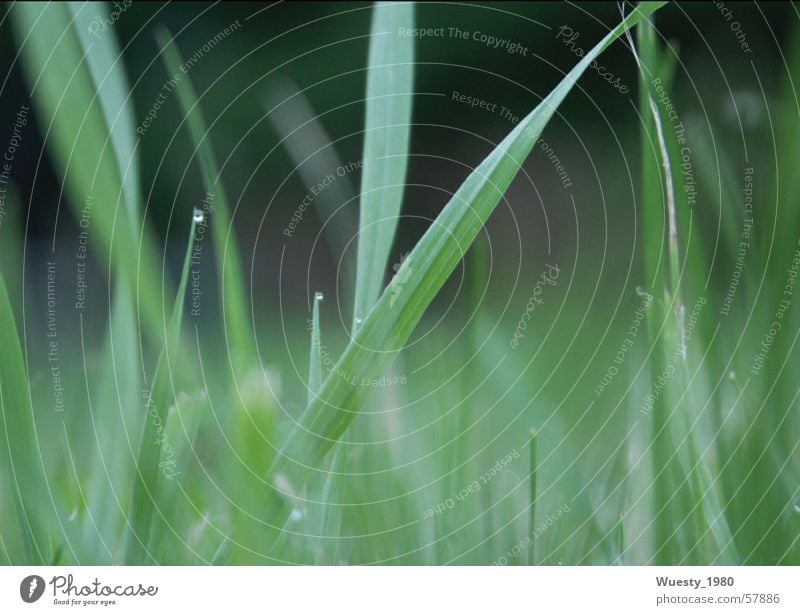 Morgentau Grünpflanze Gras Tau grün schön Futter ruhig Zeitlupe Wiese Grasland Ernährung Grünfläche Weide Mahlzeit Lebensmittel Tod Waldwiese beschaulich