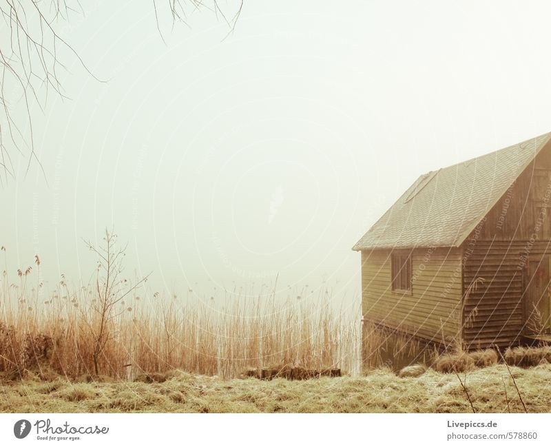 Bootschuppen Natur Landschaft Pflanze Erde Himmel Herbst Winter Nebel Gras Sträucher Seeufer Fischerdorf Menschenleer braun gelb grau grün schwarz silber weiß