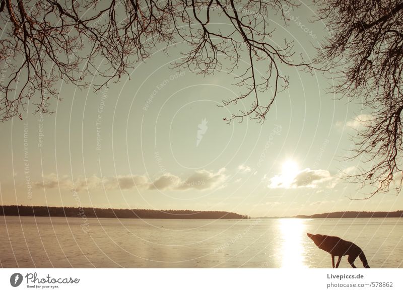 Da Wolf Natur Landschaft Pflanze Wasser Himmel Wolken Sonne Sonnenlicht Frühling Wetter Schönes Wetter Baum Seeufer Dorf Menschenleer Blick blau braun gelb gold