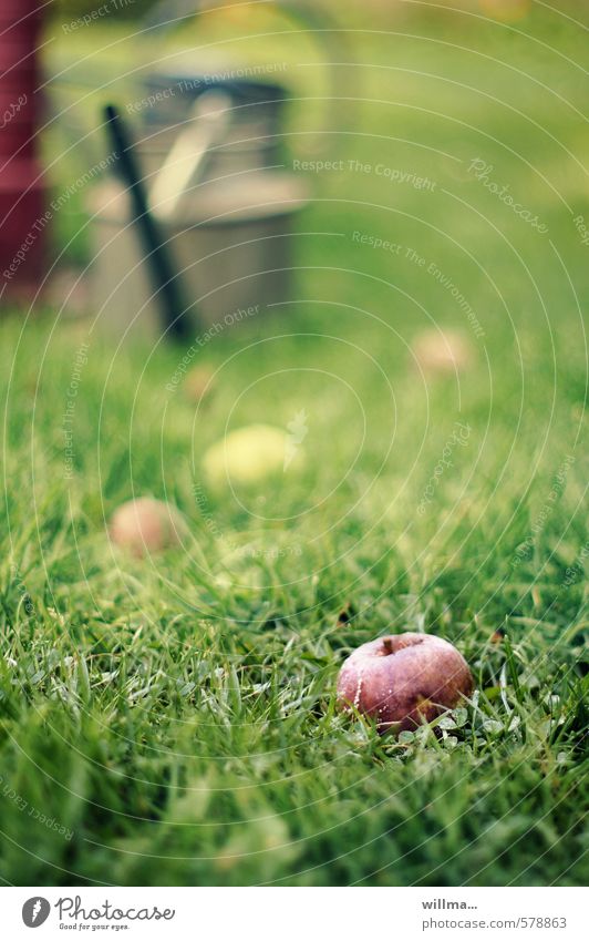 Verfaulsdatum überschritten! Apfel Sommer Garten Wiese Gießkanne braun grün faulig verfaulen Fallobst Tau Gras