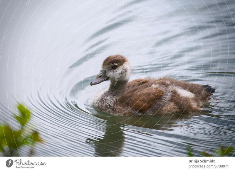 Das Küken einer Nilgans schwimmt allein munter im Wasser love duckling babies small child adorable baby closeup youngster portrait feathers spring isolated