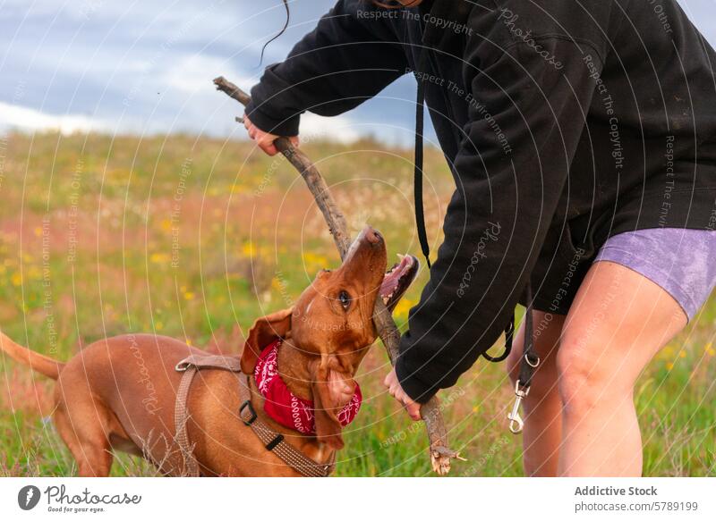 Fröhlicher Hund spielt Apportieren mit Stock in der Natur Mischling Vizsla spielen holen kleben Spaziergang Landschaft Feld Gras im Freien Aktivität Haustier