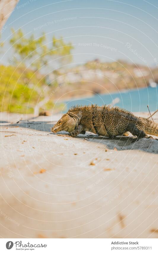 Leguan am Sandstrand in Costa Rica auf der Pirsch Leguane Strand Tierwelt Reptil natürliche Umgebung tropisch Wasser MEER Küstenlinie Natur im Freien Tag reisen