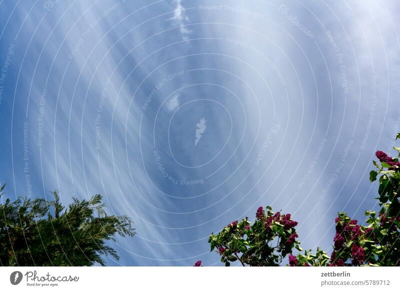 Thuja, Flieder und Himmel altocumulus dämmerung farbspektrum feierabend froschperspektive himmel hintergrund klima klimawandel menschenleer meteorologie