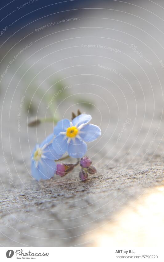 Vergissmeinnicht blume floral klein fein filigran vergissmeinnicht hellblau gelb