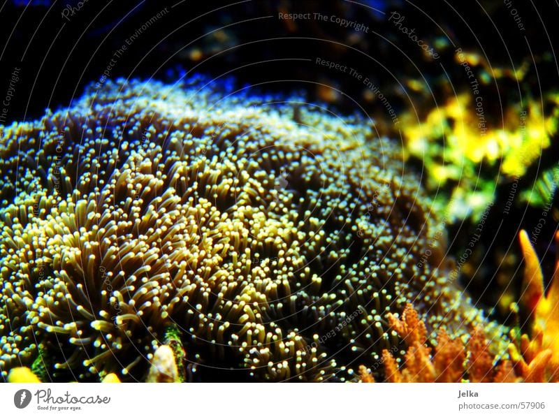 under-water-world Meer Wasser nass Korallen Algen Meeresforschung coral corals underwater colourful colorful sea mehrfarbig Unterwasseraufnahme