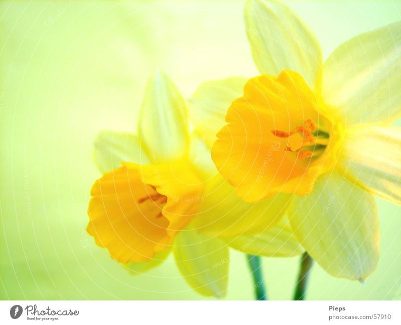 Narzissenblüten Farbfoto Innenaufnahme Makroaufnahme Dekoration & Verzierung Natur Frühling Blume Blüte Blühend gelb Frühlingsgefühle Gelbe Narzisse Ostern