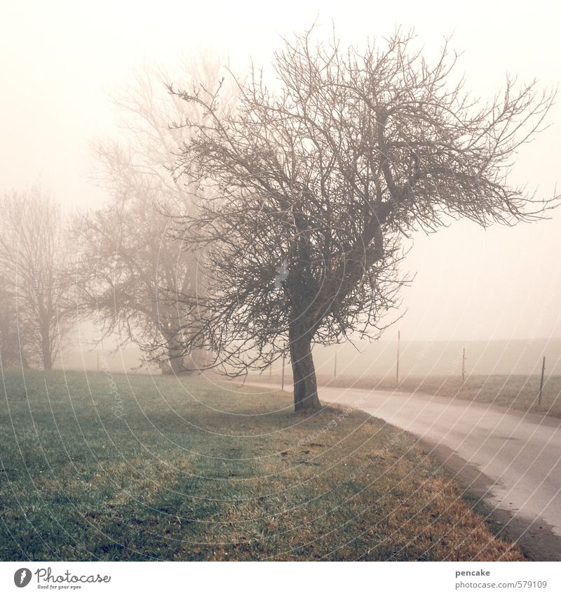 !trash! 2013 | blick zurück Natur Landschaft Urelemente Erde Herbst Wetter Nebel Baum Apfelbaum Wiese Feld Allgäu Oberschwaben Streuobstwiese Straße Zeichen