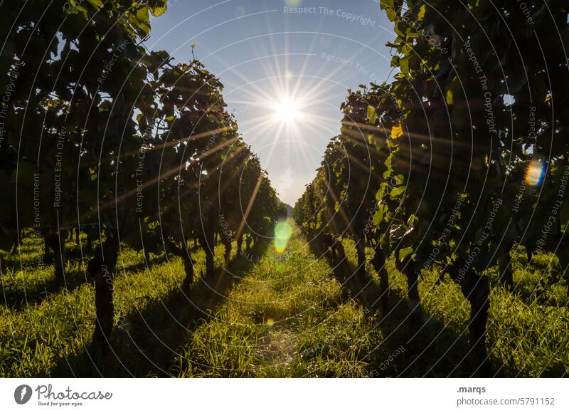 Weinbau Natur Weinrebe Weinberg Himmel Sommer Landschaft Weinblatt Feld Wachstum Blätter ländlich Pflanze Weintrauben Weingut Landwirtschaft Weinreben Reben