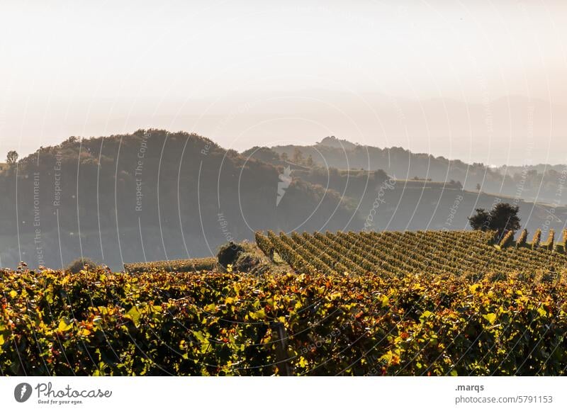 Weinberg Spätsommer Sommer Kaiserstuhl Natur Weinbau Hügel Schönes Wetter Himmel Landschaft natürlich Sonnenlicht Abend Stimmung Erholung Pflanze