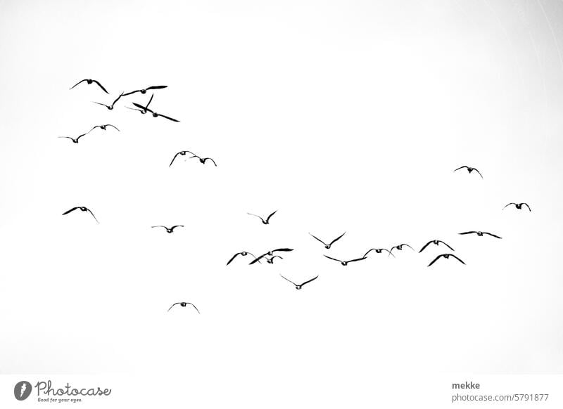 Ab in den Urlaub Vögel Wildgänse Vogelschwarm Himmel Schwarm Freiheit Vogelflug Zugvogel Vogelzug fliegen frei Formationsflug Zugvögel Silhouetten Graugänse