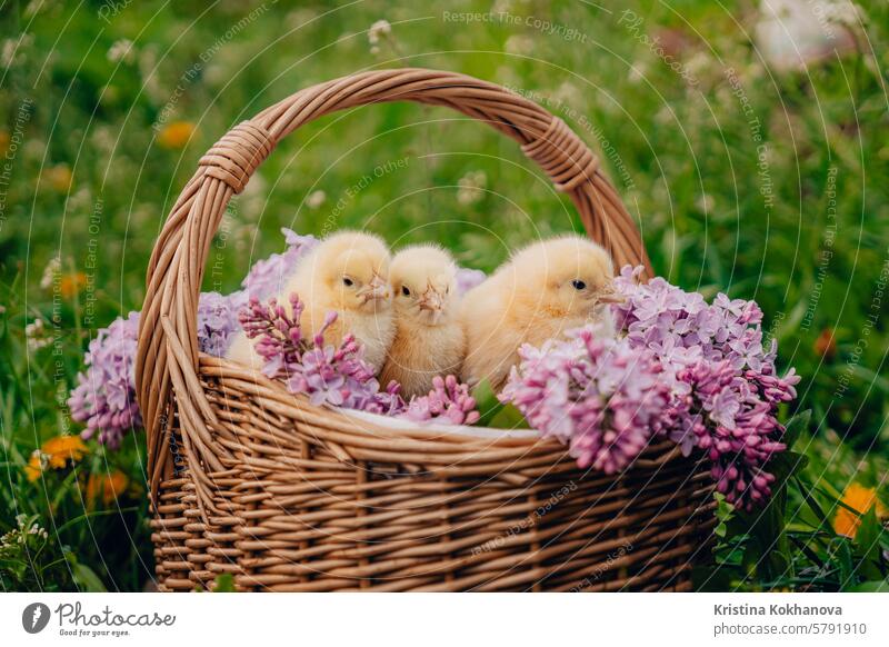 Niedliche kleine gelbe Hühner sitzen in einem Weidenkorb mit fliederfarbenen Blumen. Ostern. Hähnchen Küken Hintergrund Tier weiß lustig Baby Vogel Bauernhof