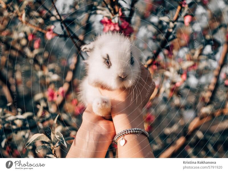 Nettes kleines Kaninchenbaby in den Händen auf blühendem Frühlingsbaum Hintergrund. Osterhase Symbol. niedlich Natur Gras Haustier Tier Hase Ostern fluffig Fell