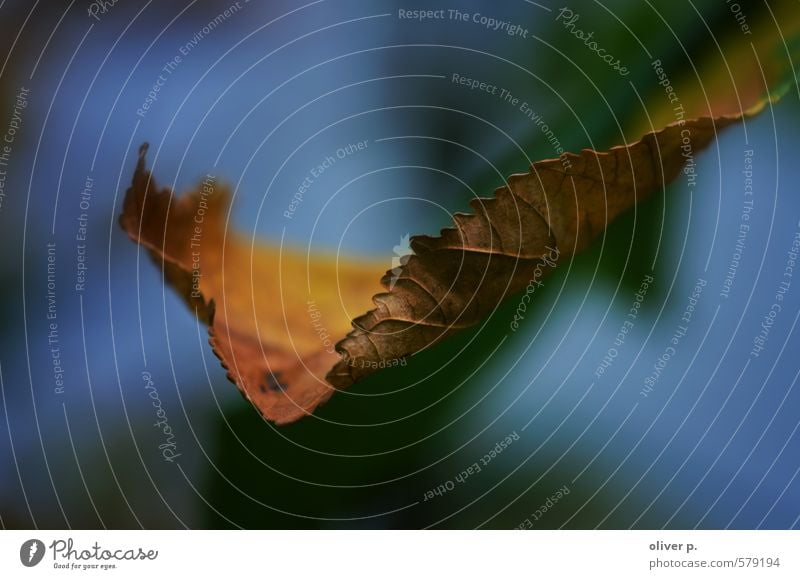 Herbstblatt Umwelt Natur Pflanze Blatt blau braun mehrfarbig gelb gold Vergänglichkeit Verfall Unschärfe Farbfoto Außenaufnahme Nahaufnahme Detailaufnahme