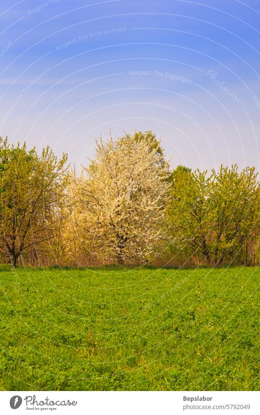 Bäume Baum Jubelbaum jauchzen Landschaft Tessin Gras Feld ländlich malerisch Panorama Vegetation natürlich Natur Italien Italienisch Parco del Ticino Mailand