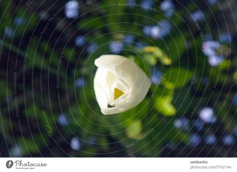 Tulpe blühen blüte dämmerung erholung erwachen ferien frühjahr frühling frühlingserwachen garten kleingarten kleingartenkolonie knospe menschenleer