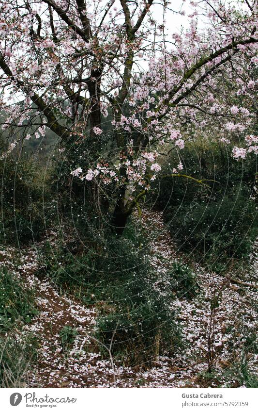 Blumen, die vom Kirschbaum fallen. rosa Kirschblüten Natur Frühling Duft Garten Frühlingsgefühle Kirsche natürlich Schönes Wetter Blüte Außenaufnahme Pflanze