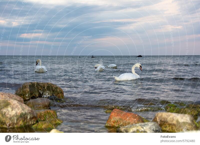 Schwäne schwimmen im Meer cygnus Ente weiß ruhen See friedlich Gänse Wasser Vögel Idylle Gewässer Stille Hintergrund MEER idyllisch Anatidae Möwen Frieden