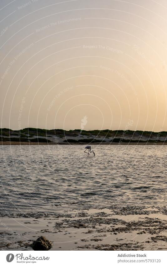 Gelassener Flamingo bei Sonnenuntergang in sardischen Feuchtgebieten Sardinien Italien Küstenstreifen Wasser ruhig Tierwelt Natur Vogel Reflexion & Spiegelung