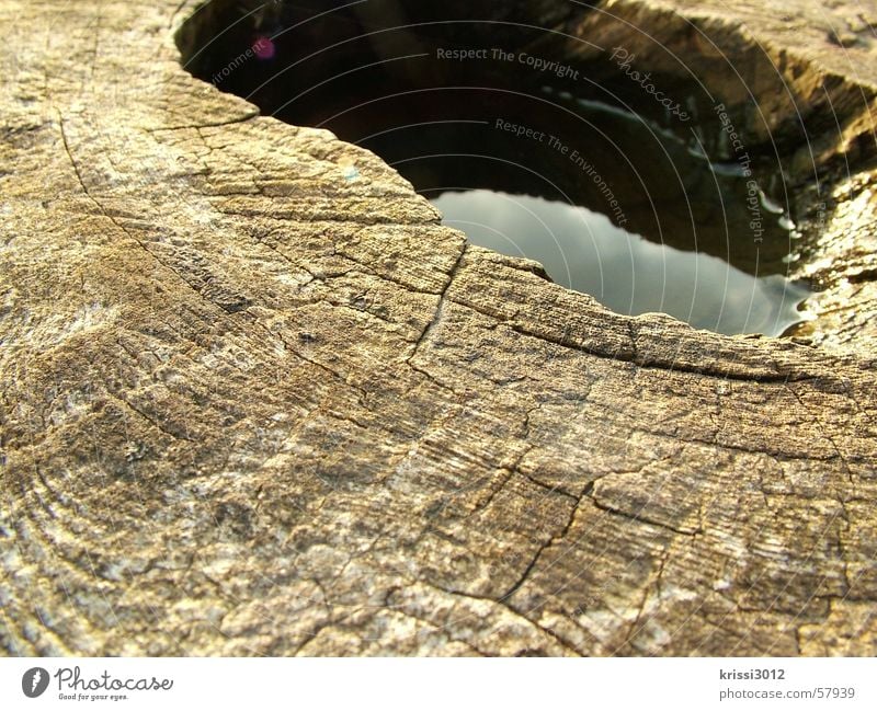 wooden plateau I Holz Pfütze See Baum Reflexion & Spiegelung Natur Wasser Strukturen & Formen Baumstamm Himmel water sea structure tree