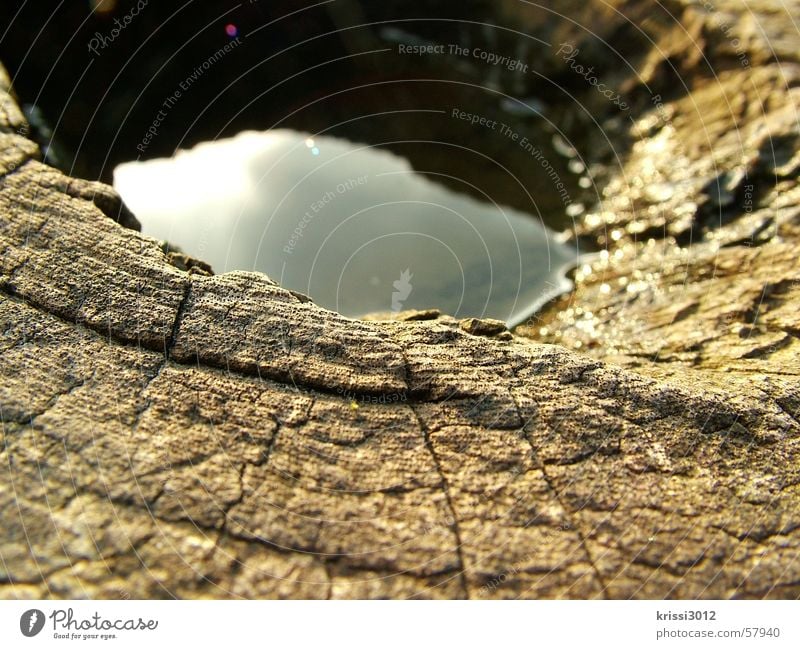 wooden plateau II Holz Pfütze See Baum Reflexion & Spiegelung Natur Wasser Strukturen & Formen Baumstamm Himmel water sea structure tree