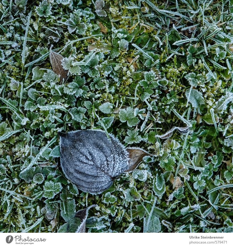 Sanfter Winter Natur Pflanze schlechtes Wetter Eis Frost Gras Moos Blatt Garten Park Wiese frieren liegen glänzend kalt nass natürlich trocken grün