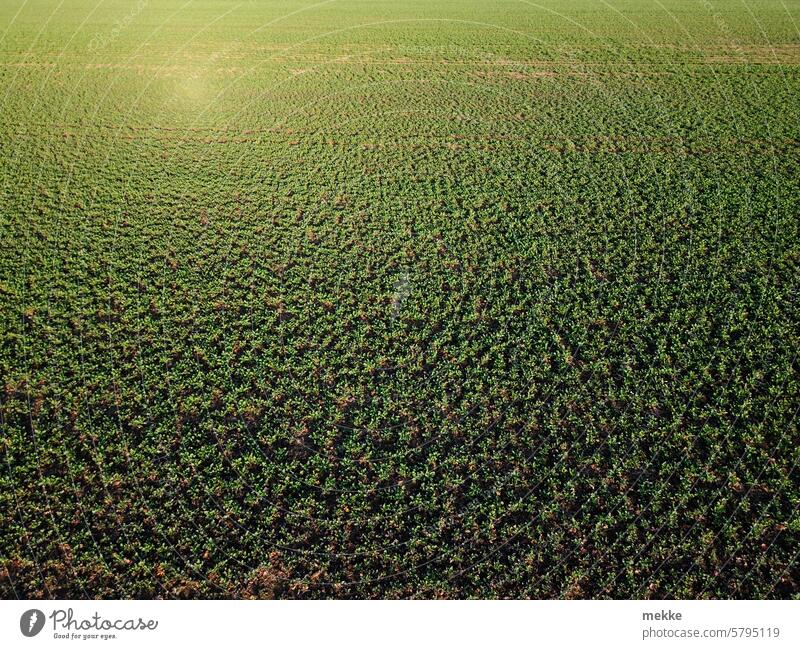 Tiefe Sonne Feld Landwirtschaft Pflanzen Ackerbau jung Getreidefeld Raps klein niedrig dünn Schatten grün Wachstum Ernährung Nutzpflanze Umwelt Sommer Natur