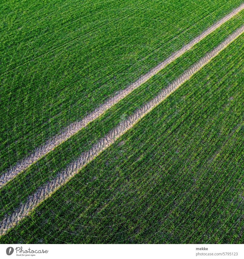 Großspurig Feld Landwirtschaft Ackerbau Agrarland Agrarwirtschaft Pflanze Nutzpflanze Wachstum grün Ernährung Natur Lebensmittel Umwelt Getreidefeld jung Raps