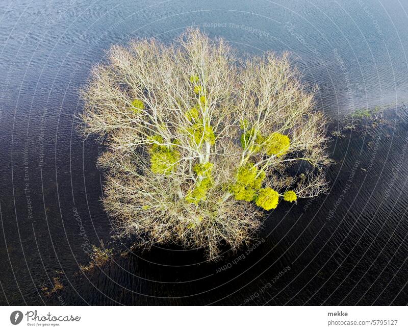 Der Überschwemmung trotzend Baum kahl Mistel Wasser Misteln unter Wasser geflutet Flut nass abtauchen Wasseroberfläche See herausragen herausschauen überflutung