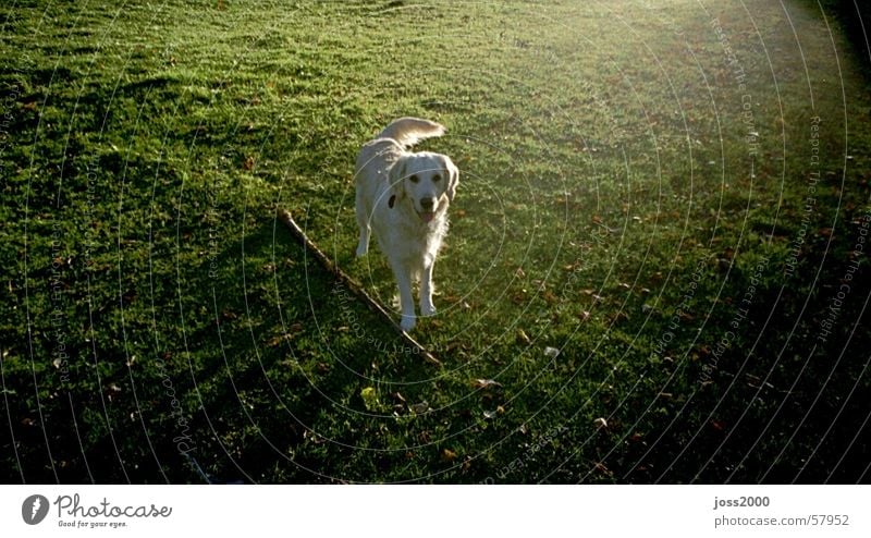 mein Hund "Peach" Wiese Gegenlicht golden redriver