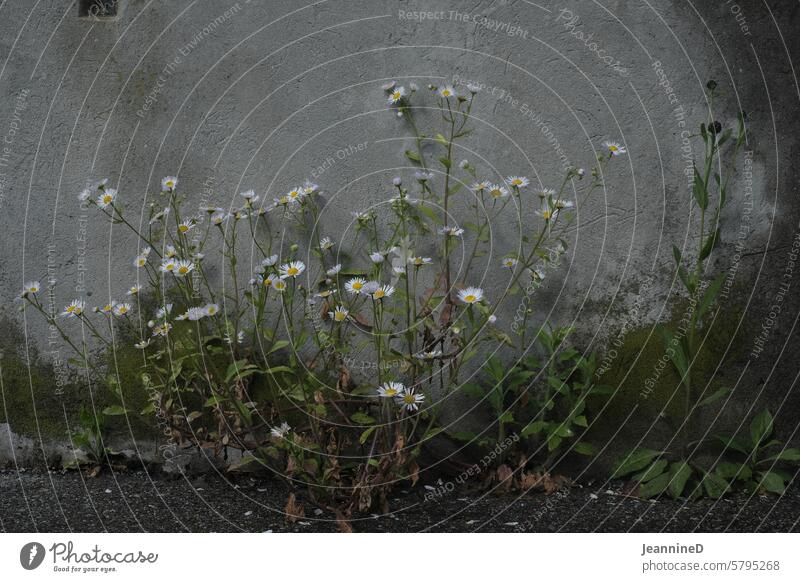 Mauer feine Blumen Blumen und Pflanzen Mauer & Wand urban Außenaufnahme Wildwuchs Blüte natürlich Blühend Umwelt städtisch