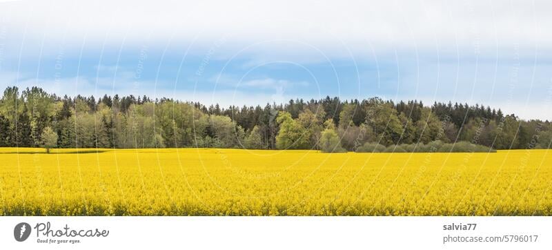 Rapsblütenfeld-Panorama Rapsfeld gelb Wald Himmel Frühling Natur Landwirtschaft Nutzpflanze Rapsanbau Blühend Landschaft Pflanze Feld Schönes Wetter blau