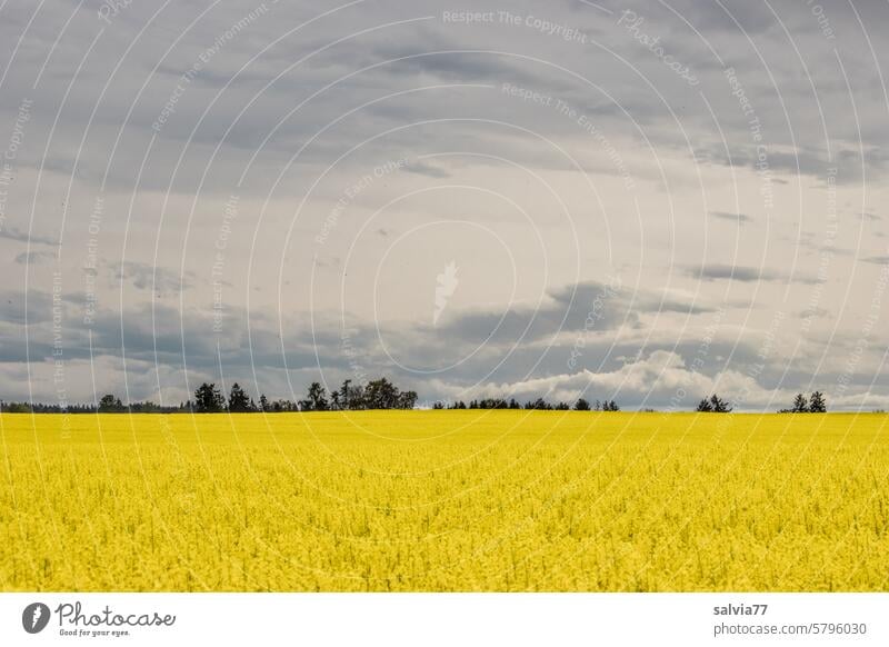 gelb leuchtendes Rapsfeld und bewölkter Himmel Feld Frühling Blühend Pflanze Natur Landwirtschaft Landschaft Nutzpflanze Rapsblüte Rapsanbau Blüte Ackerbau