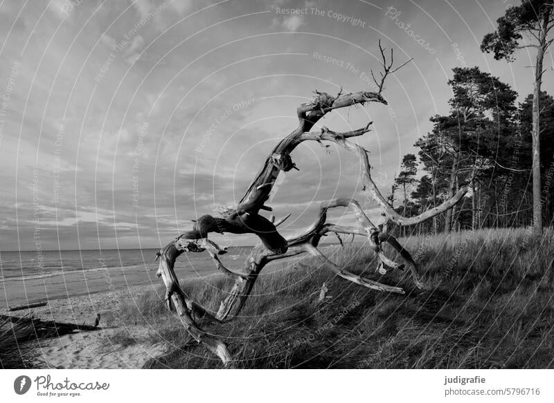 Weststrand Darß Ostsee Küste Strand Bäume Fischland-Darß-Zingst Nationalpark Nationalpark Vorpommersche Boddenlandschaft Landschaft Meer Natur Baum Stranddüne