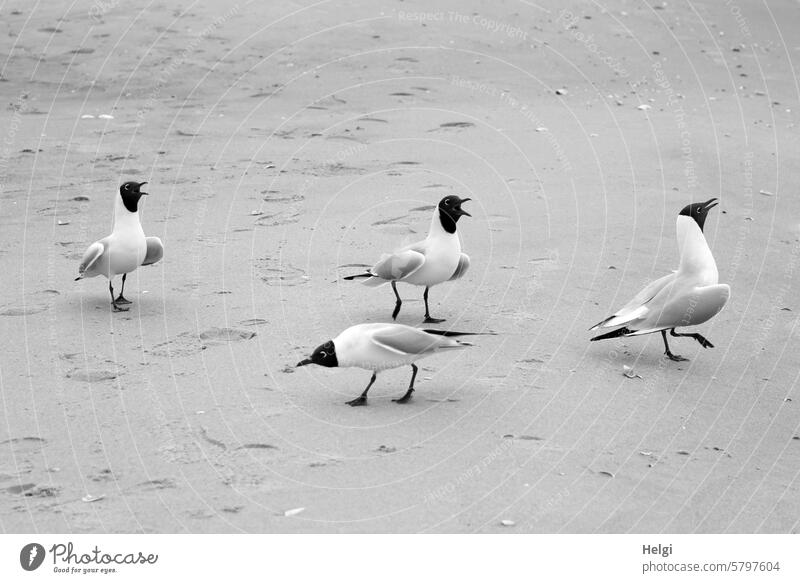 Möwentanz Vogel Strand Sand Frühling Bewegung Küste Tier Ostseestrand Natur Außenaufnahme Wildtier Menschenleer Tierporträt vier Umwelt 4 Textfreiraum oben