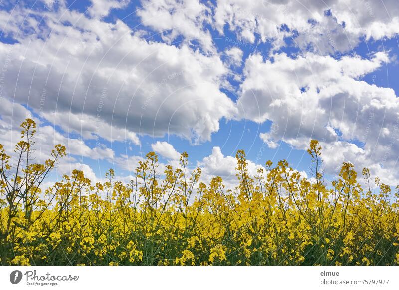 blühender Raps und Kumuluswolken Rapsfeld Rapsblüte Haufenwolke Cumulus Frühling Quellwolke Cumulus congestus Biodiesel Wolkenform Dekowolken Meteorologie