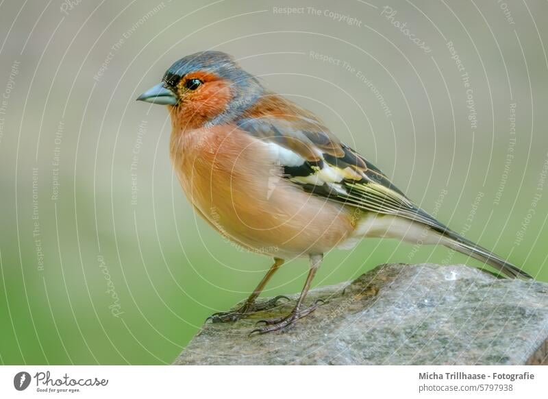 Buchfink auf einem Stein Fringilla coelebs Fink Kopf Tiergesicht Schnabel Flügel Auge Krallen Vogel Wildvogel Wildtier Feder Farbfoto Makroaufnahme Nahaufnahme