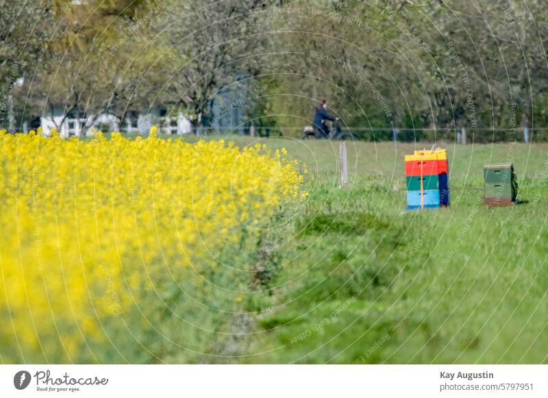 Am Rapsfeld Bienstöcke Honig Honigbiene Bienenstock Bienenwaben Rapsblüte Rapsanbau Rapsfelder Rapsöl Landschaft Landwirtschaft Feld Außenaufnahme Farbfoto