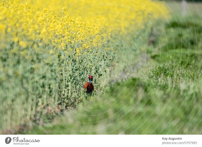 Am Rapsfeld am Rapsfeld Vogelperspektive Vogelbeobachtung Rapsblüte Feld Rapsanbau Landschaft Blühend Natur Landwirtschaft Nutzpflanze Frühling Blüte Pflanze