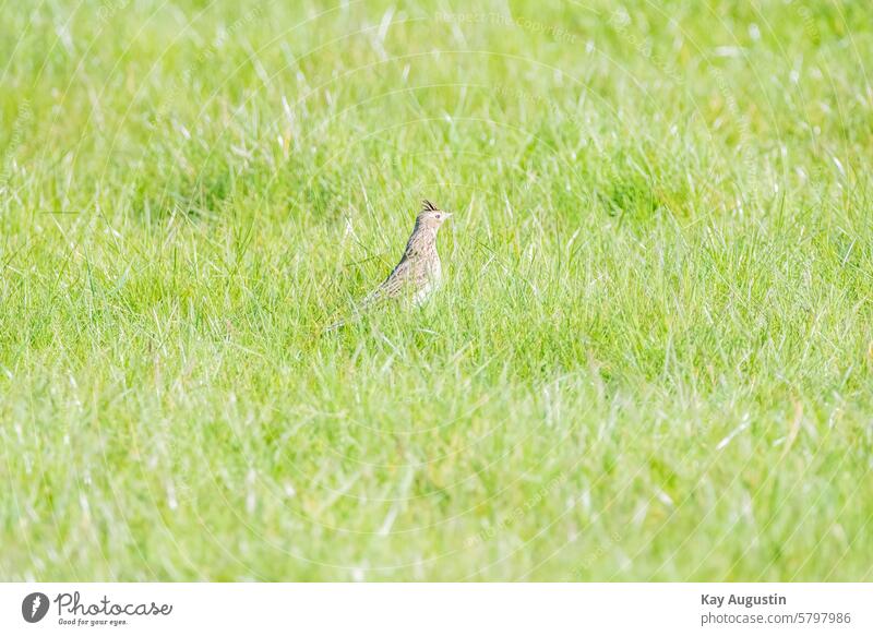 Feldlerche Alauda arvensis Lerchen Alaudidae Singvögel Passeri Vogel Naturschutzgebiet Brutvogel Tierreich Vogelwelt Sperlingsvögel Passeriformes