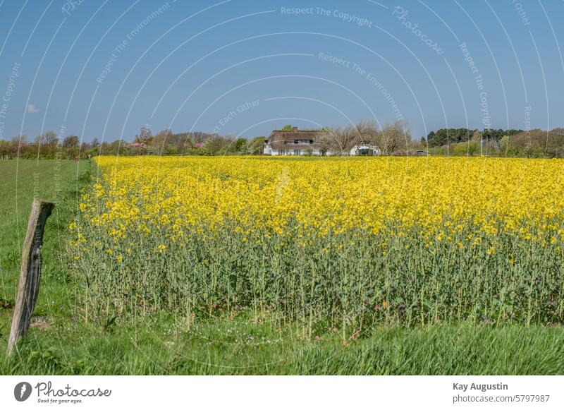 Frühlingslandschaft Sylt Rapsblüte Gelbblühender Raps Brassica napus Reps Lewat Flora Botanik Landwirtschaft Gelbe Blüten Blütenstand Farben Jahreszeit